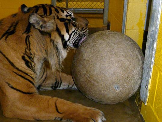 tiger plays with large ball