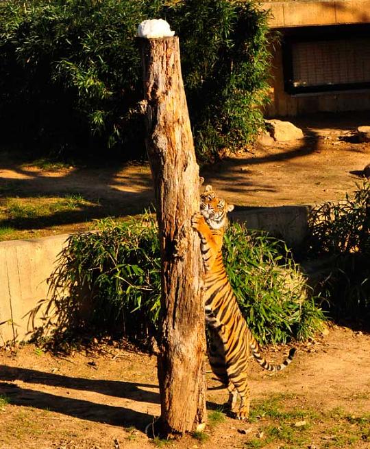 Tiger scratching tall tree stump in his yard. It is taller than he is. 