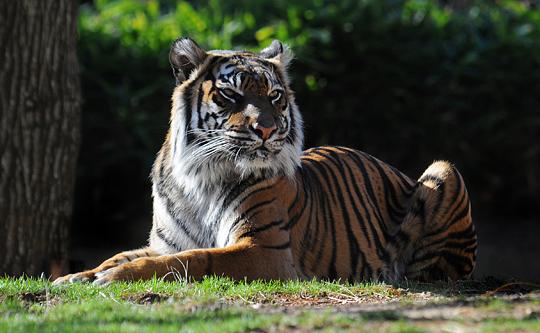 sumatran tiger lying on the grass looking to its left