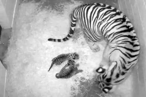 Damai and tiger cubs on cam