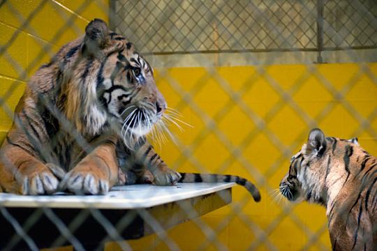 Sumatran tigers look at each other in behind the scenes pen