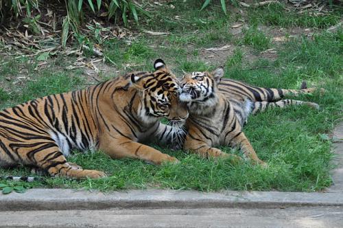 tiger snuggle with each other in the grass