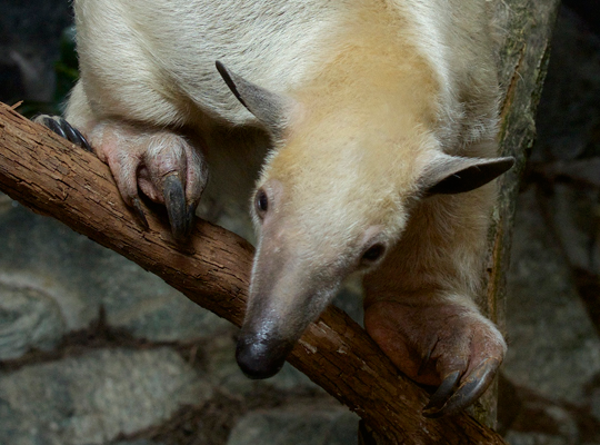 Tamandua