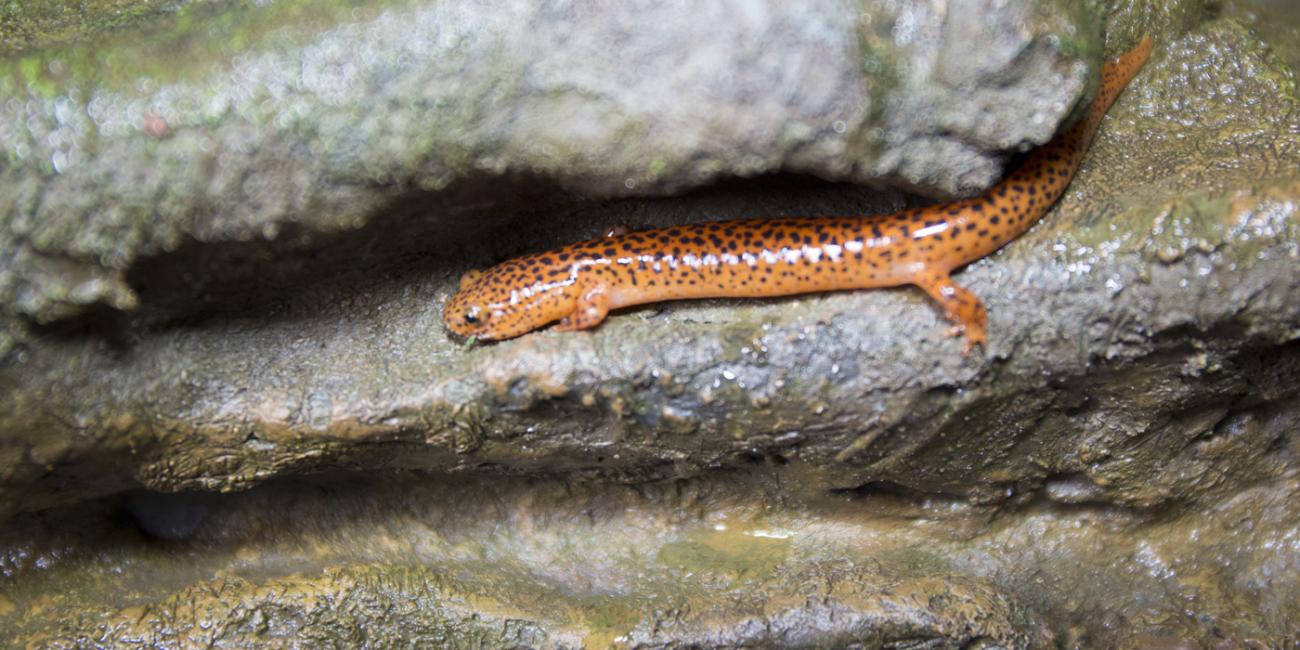 A northern red salamander climbing over rocks