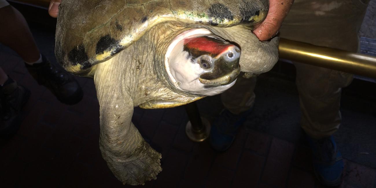 terrapin with red forehead held by keeper