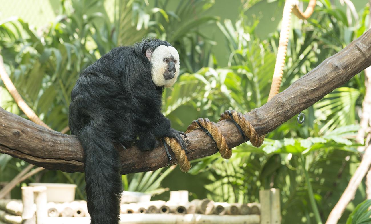 Even Monkeys Should Eat Their Vegetables! | Smithsonian's National Zoo