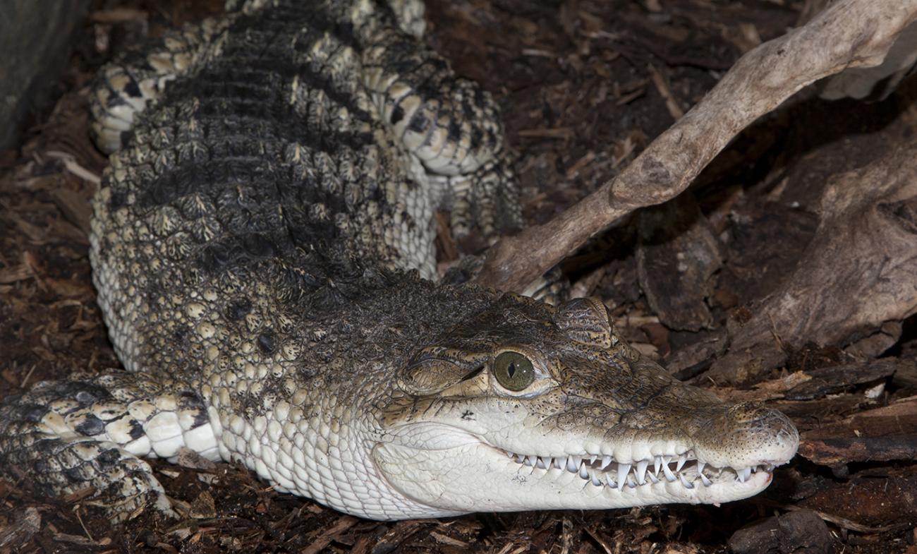 Crocodile with grayish-green upperparts and dark bars. Underparts are a snowy white. Numerous teeth are visible.