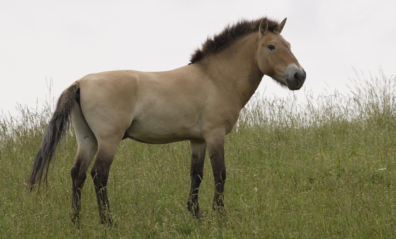 Tan and buff horse standing in a grassy field. The mane, nose, legs, and tail are a dark brown