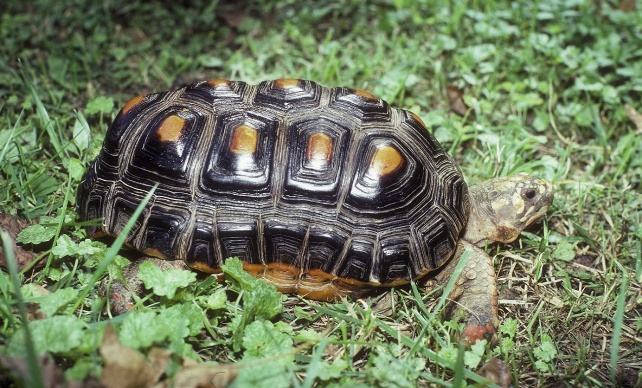 Blackish-shelled tortoise with a long shell. Each scute on its back has a rectangular, yellow center