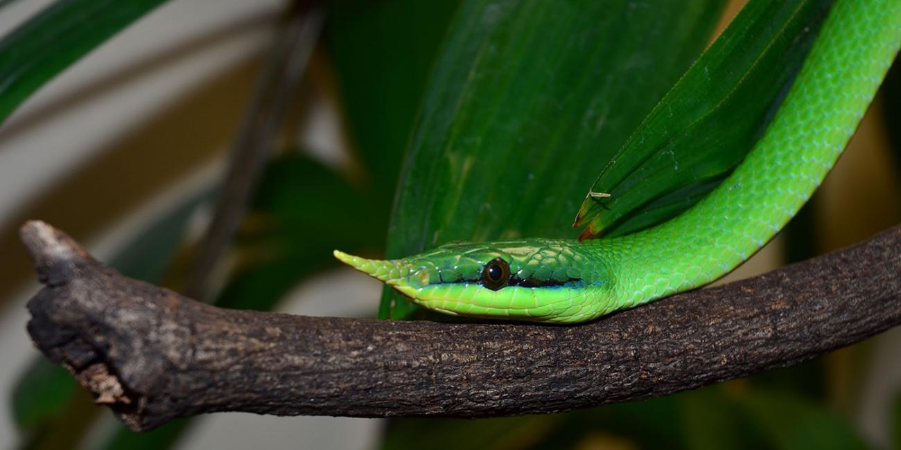 A close up of a green snake, called a rhinoceros snake, with a horn protruding from the tip of its nose slithers along a branch