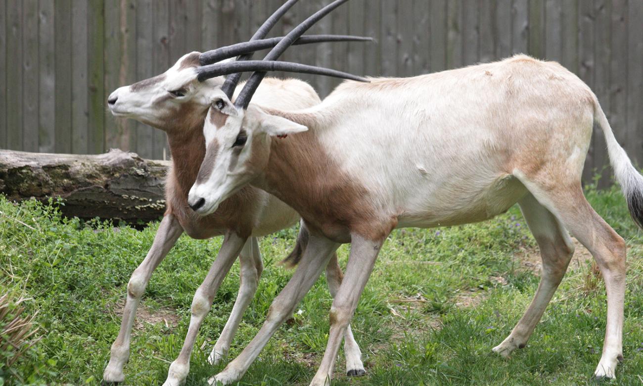 Two oryx with curved horns entwined