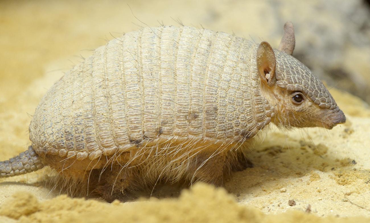 small armadillo with a pale tan coloration
