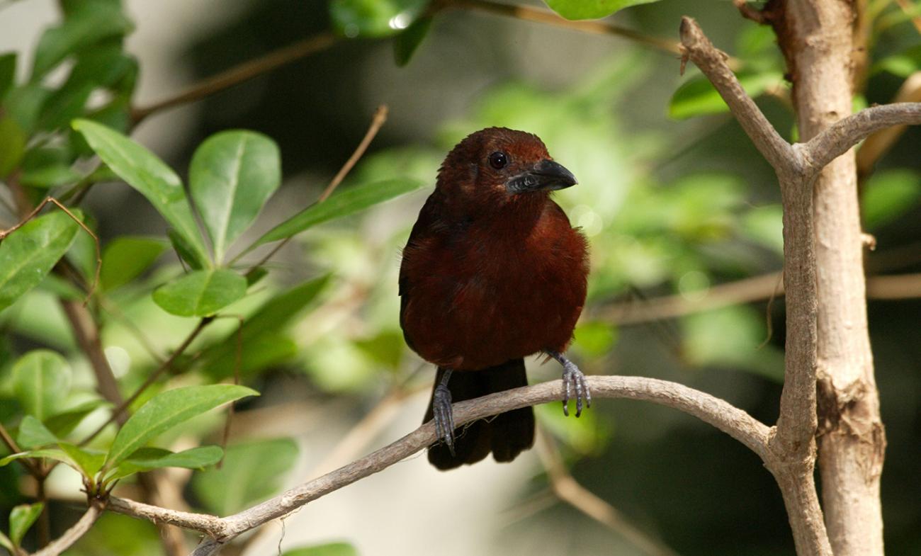 small maroon songbird on perch