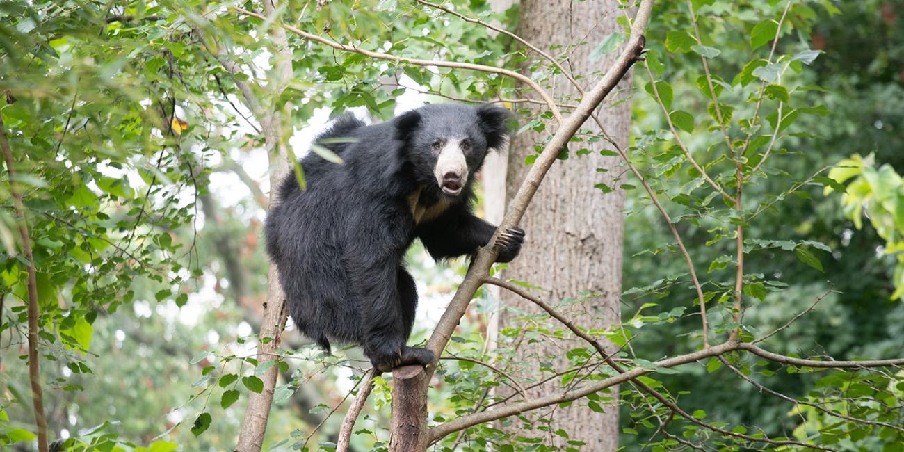 A sloth bear with shaggy black fur climbing in a tree