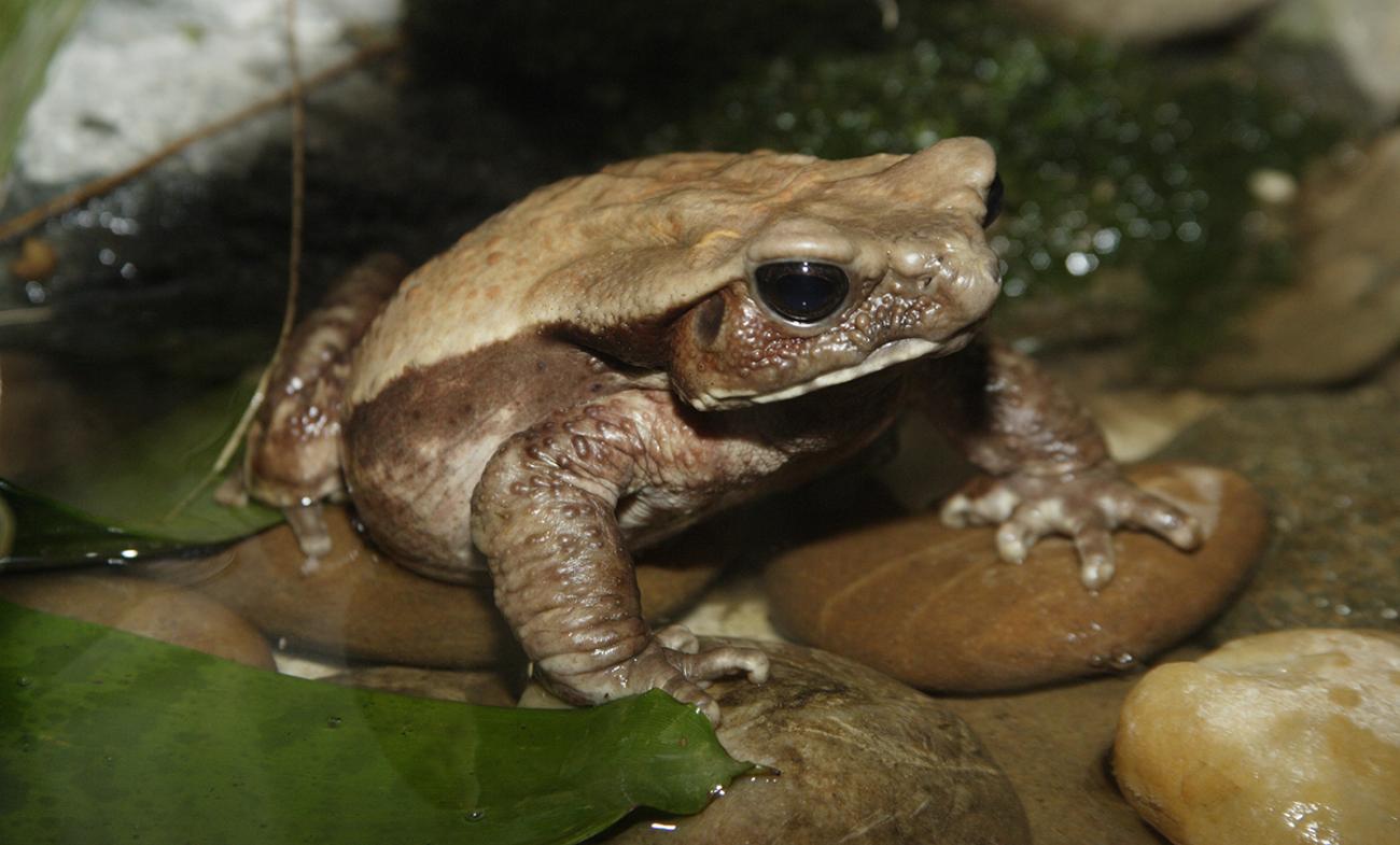 A robust toad with a creamy back and darker brown sides