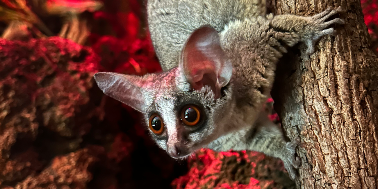 A southern lesser galago, or bushbaby, clings to a tree in its Small Mammal House habitat. 