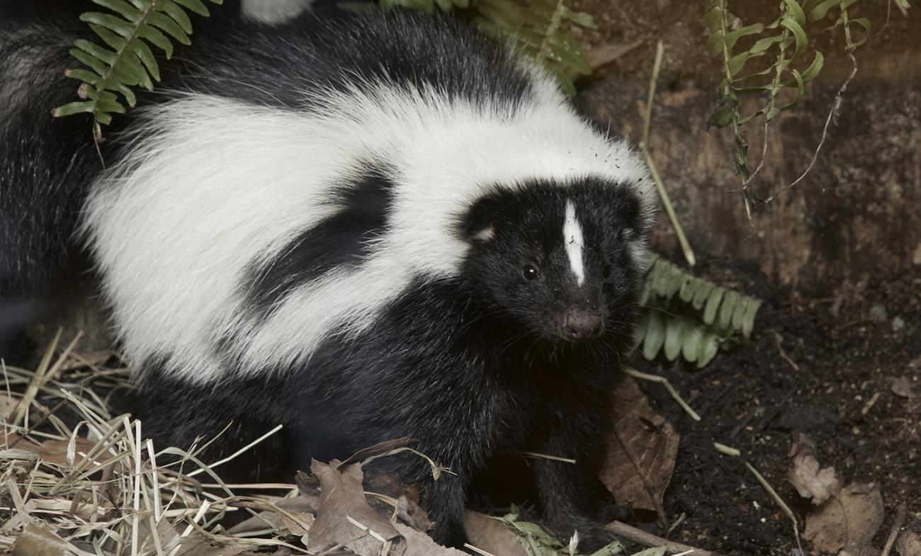 Black animal with broad white stripe across its body