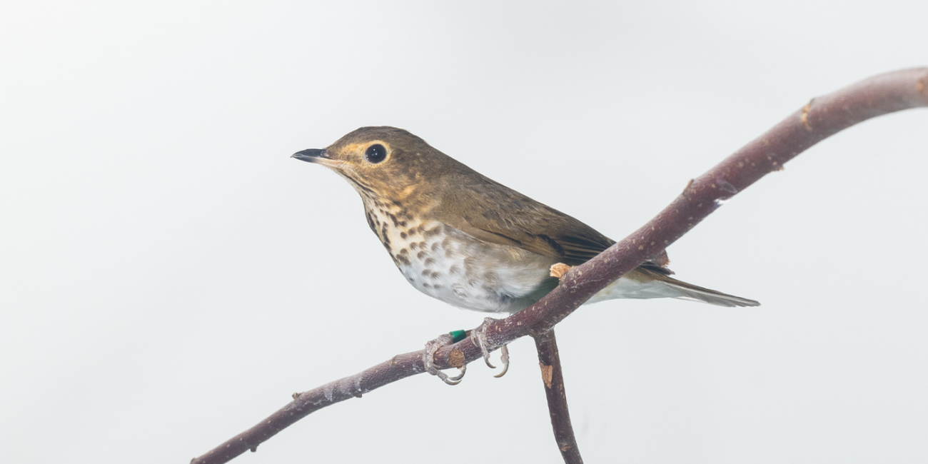 Smithsonian Bird Friendly®  Smithsonian's National Zoo and