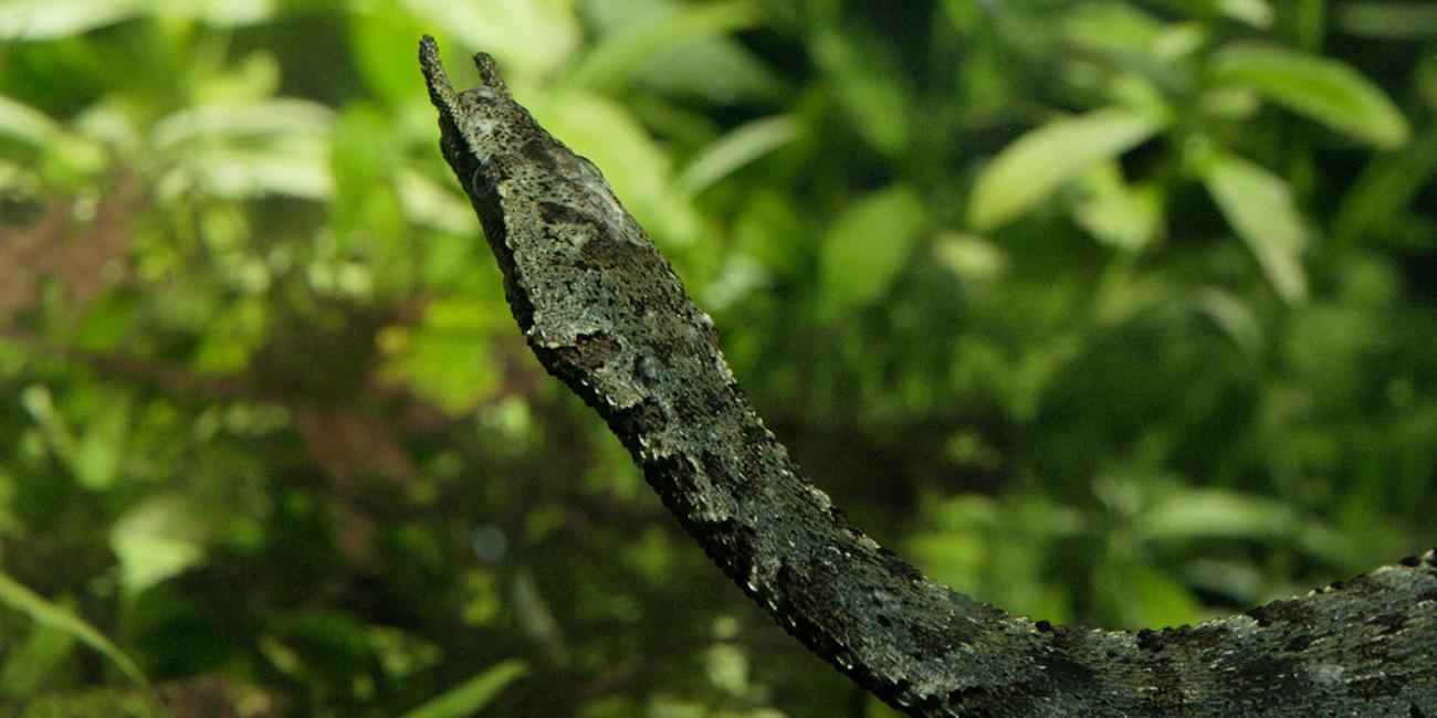 Rhinoceros snake  Smithsonian's National Zoo and Conservation Biology  Institute