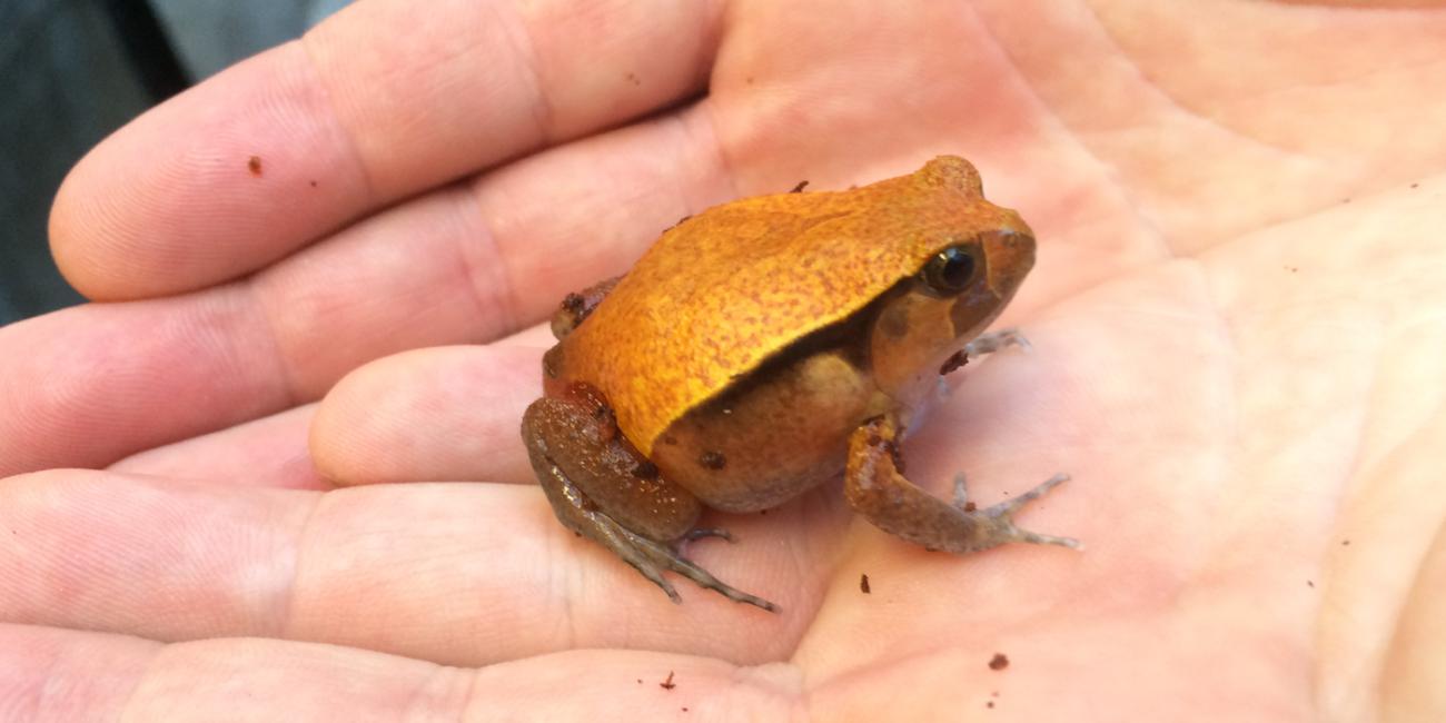 A tomato frog in someone's hand