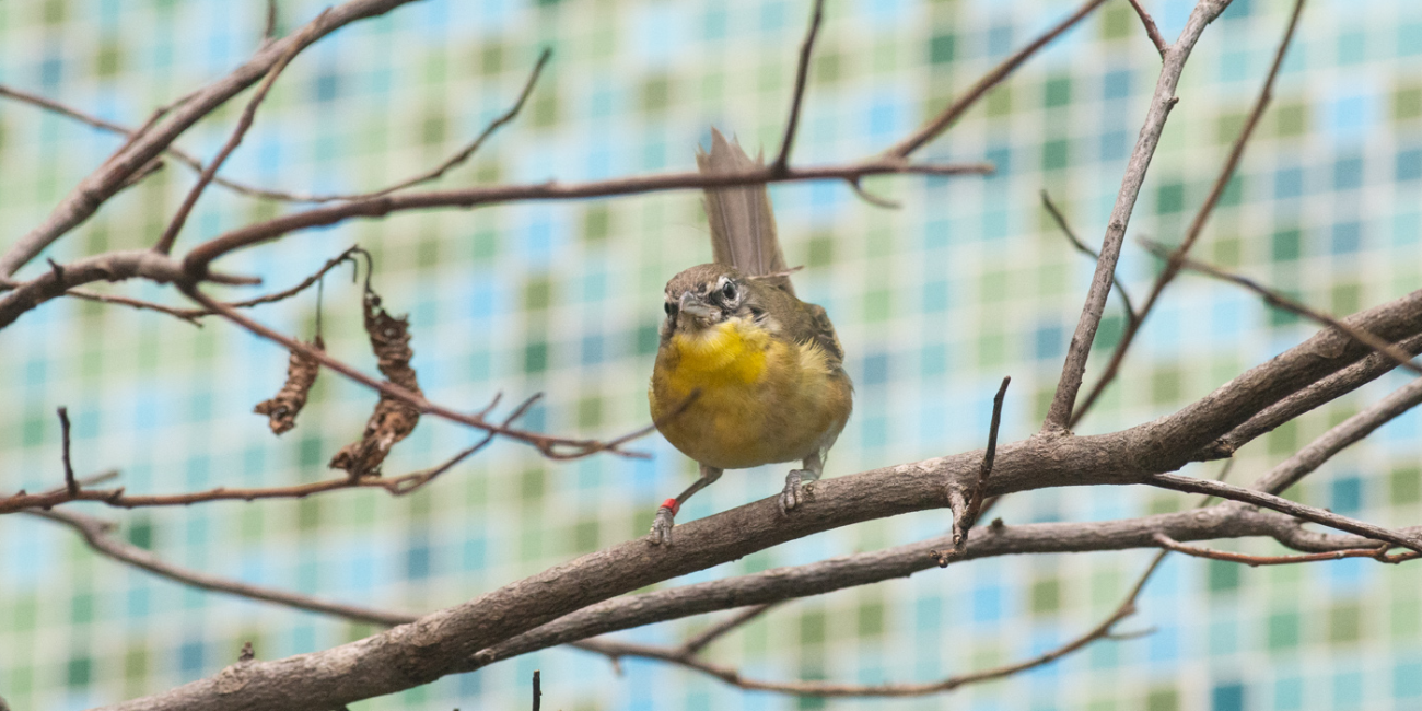 Smithsonian Bird Friendly®  Smithsonian's National Zoo and