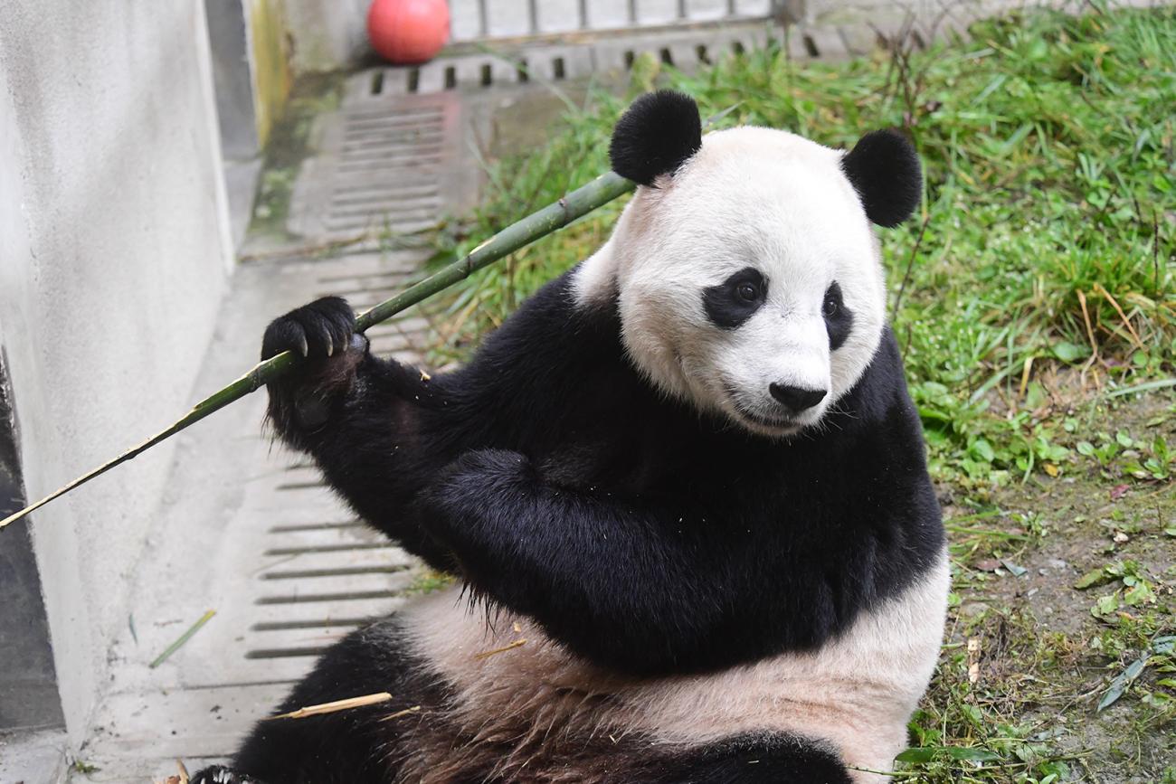 A giant panda sits in a grassy yard holding a piece of bamboo in her paw