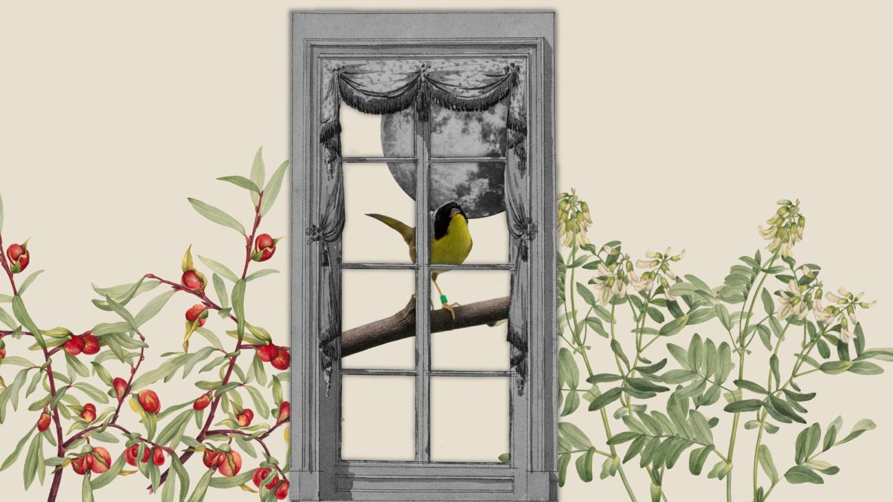 an illustration of plants and a window frame with a bird perched on a branch outside the window