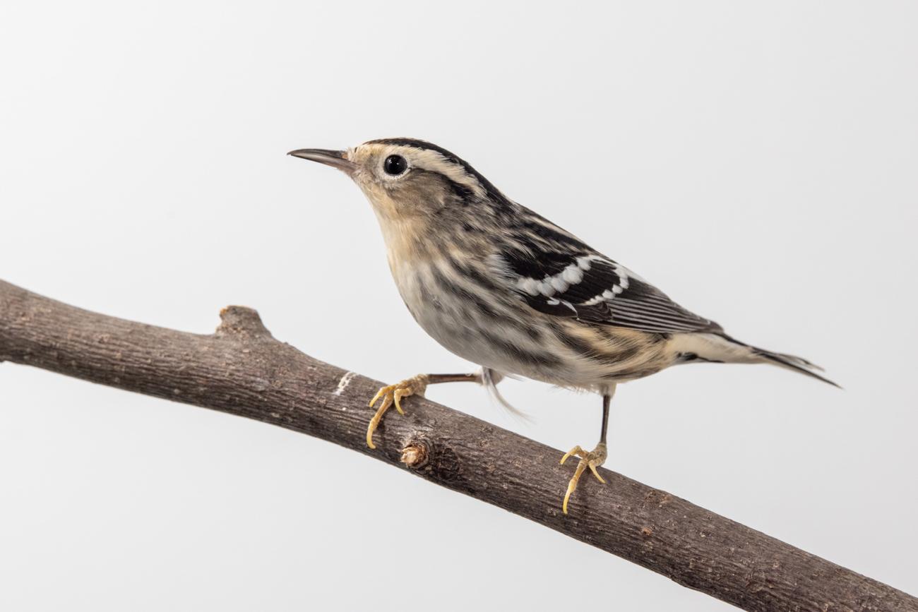 Black-and-white warbler (bird) perched on a tree branch in front of a white background