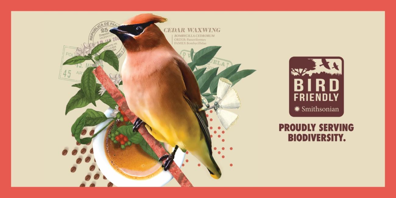 An illustration of a red and yellow bird perched on a branch overlaid with a cup of coffee. The image is surrounded by a red border, and the right side features the Bird Friendly Coffee logo with the text "Proudly Serving Biodiversity"