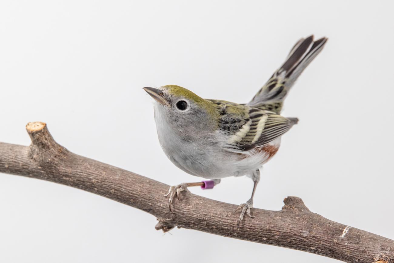 Chestnut-sided warbler (bird) perched on a tree branch in front of a white background