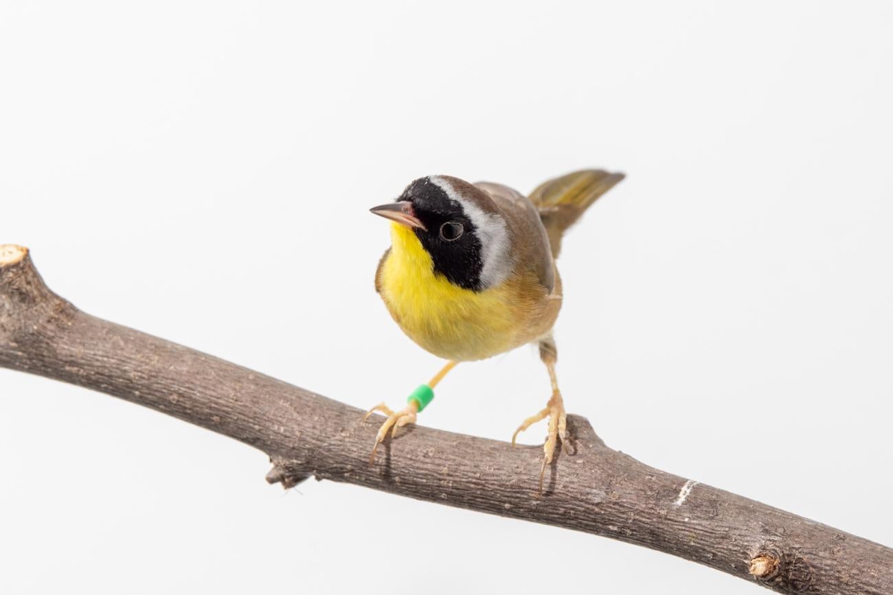 Common yellowthroat (bird) perched on a tree branch in front of a white background