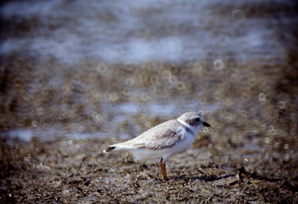 A small bird called a piping plover stands on a sandy shore