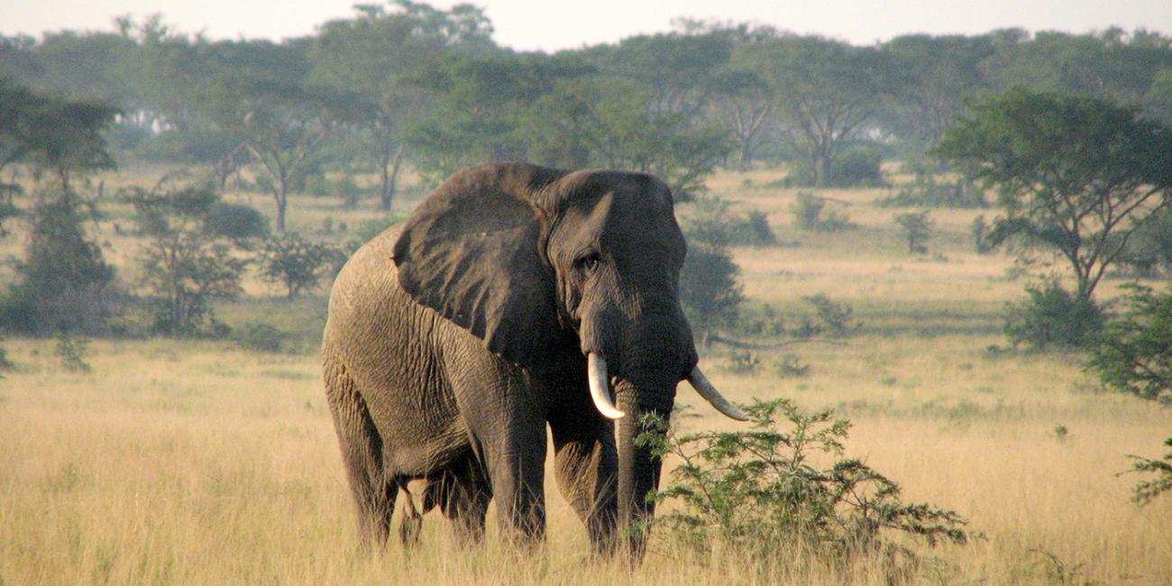 An African elephant with tusk stands in tall grasses. Trees line the horizon.