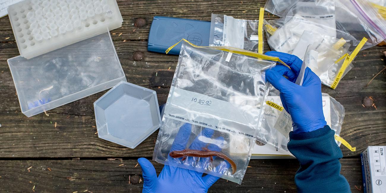 two hands with blue gloves hold a small plastic bag with a red salamander in it. Various test tubes and other lab supplies lay on a wood table around it.