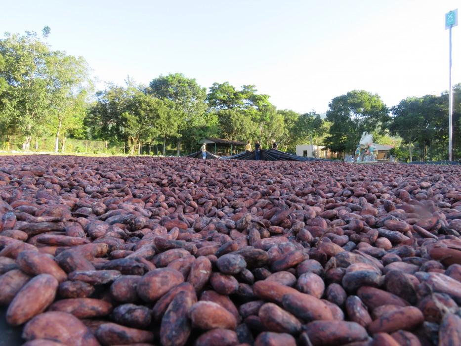 The ground covered in drying cocoa beans, with leafy trees visible in the background