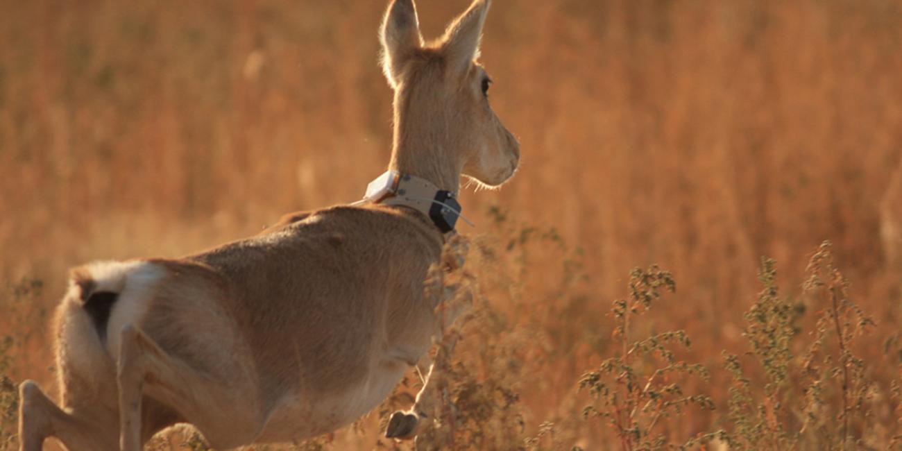 A gazelle running