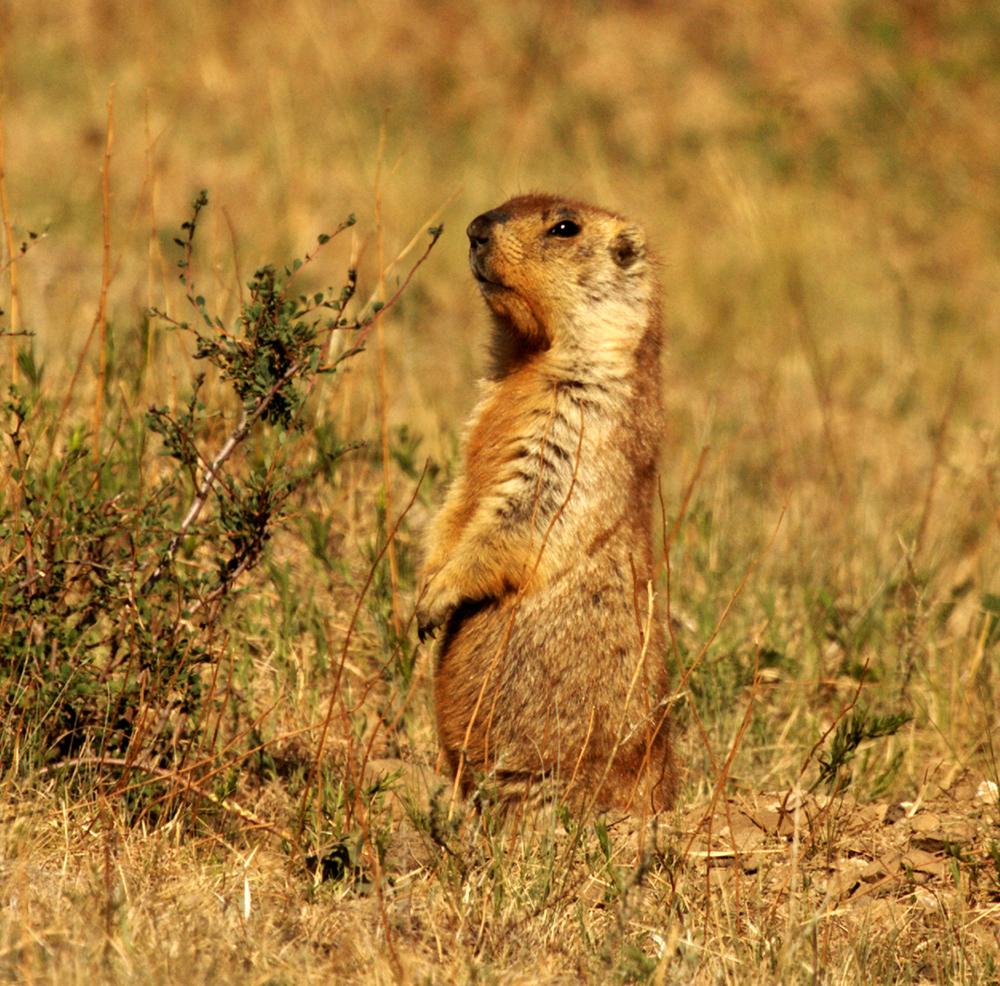 A marmot standing in grasses and shrubs in Mongolia