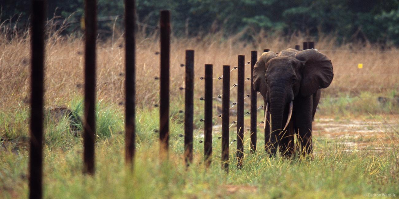 elephant walking along a fence