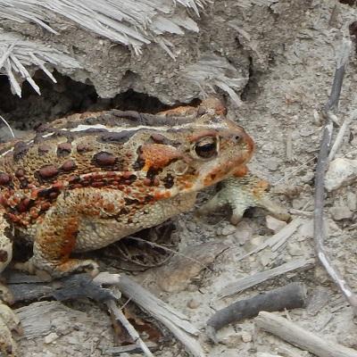 a western toad close-up