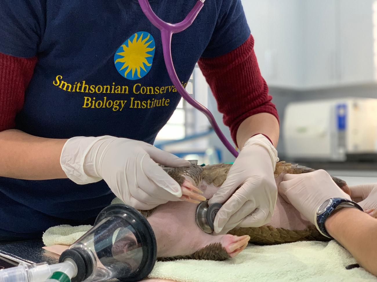 A wildlife veterinarian examines a sedated pangolin. She uses a stethoscope to listen to its vitals.