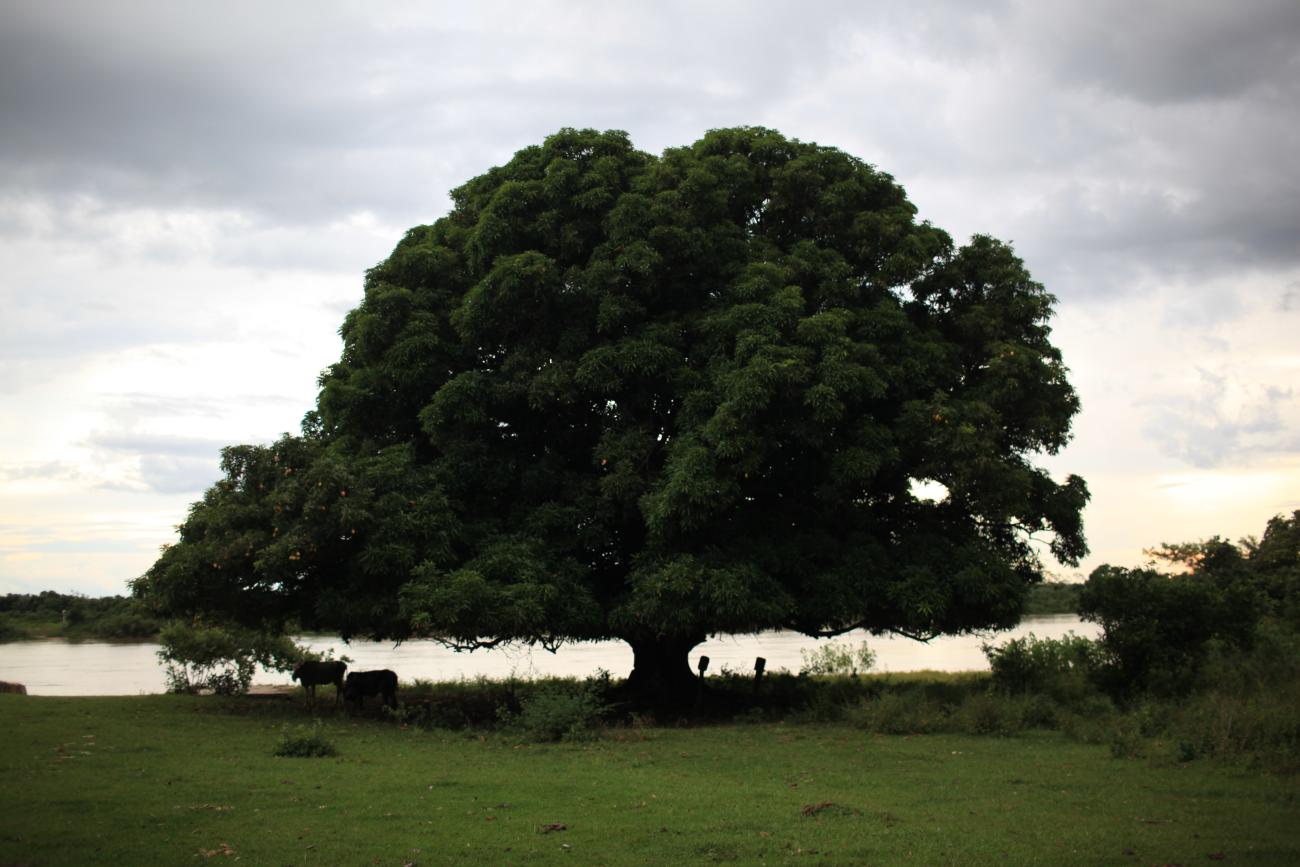 A large leafy tree growing adjacent to a body of water, with cattle grazing in the grass underneath its canopy