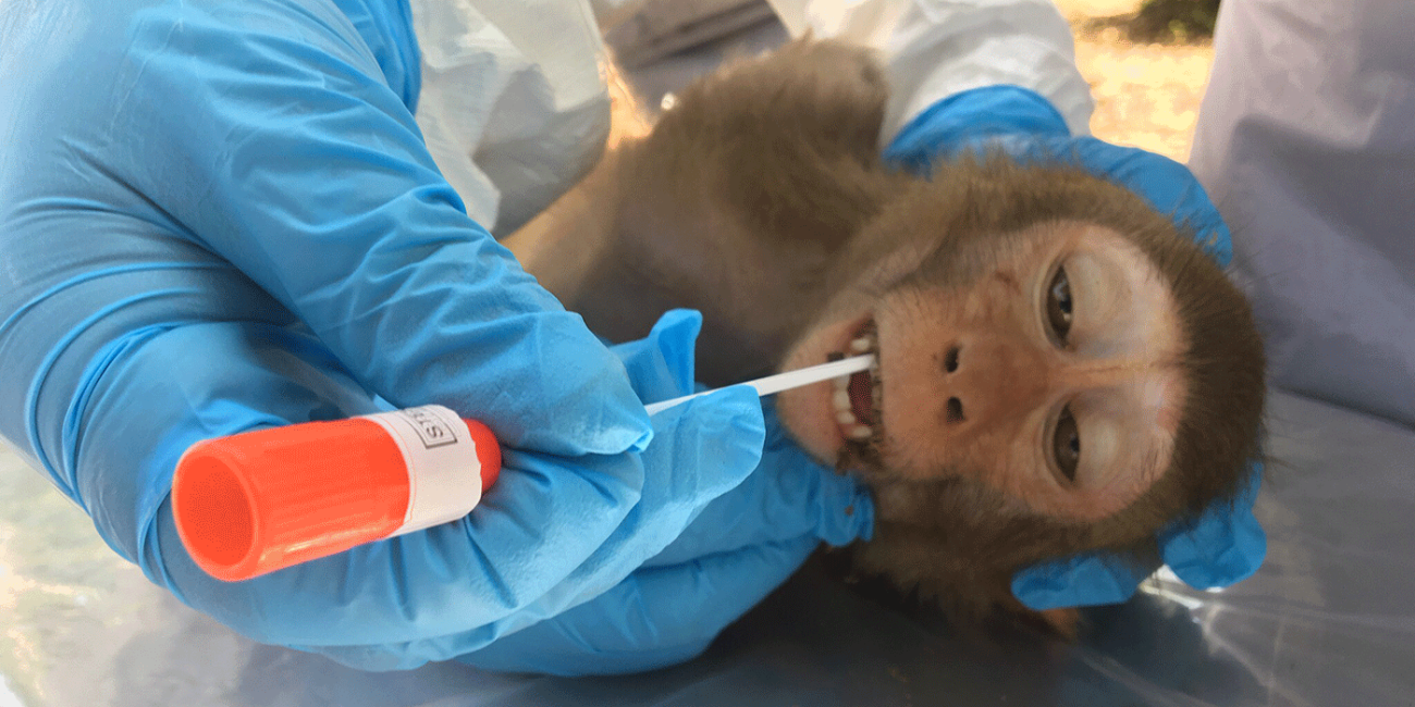 A wildlife veterinarian takes a sample of saliva from a small monkey using a bright orange sampling swab