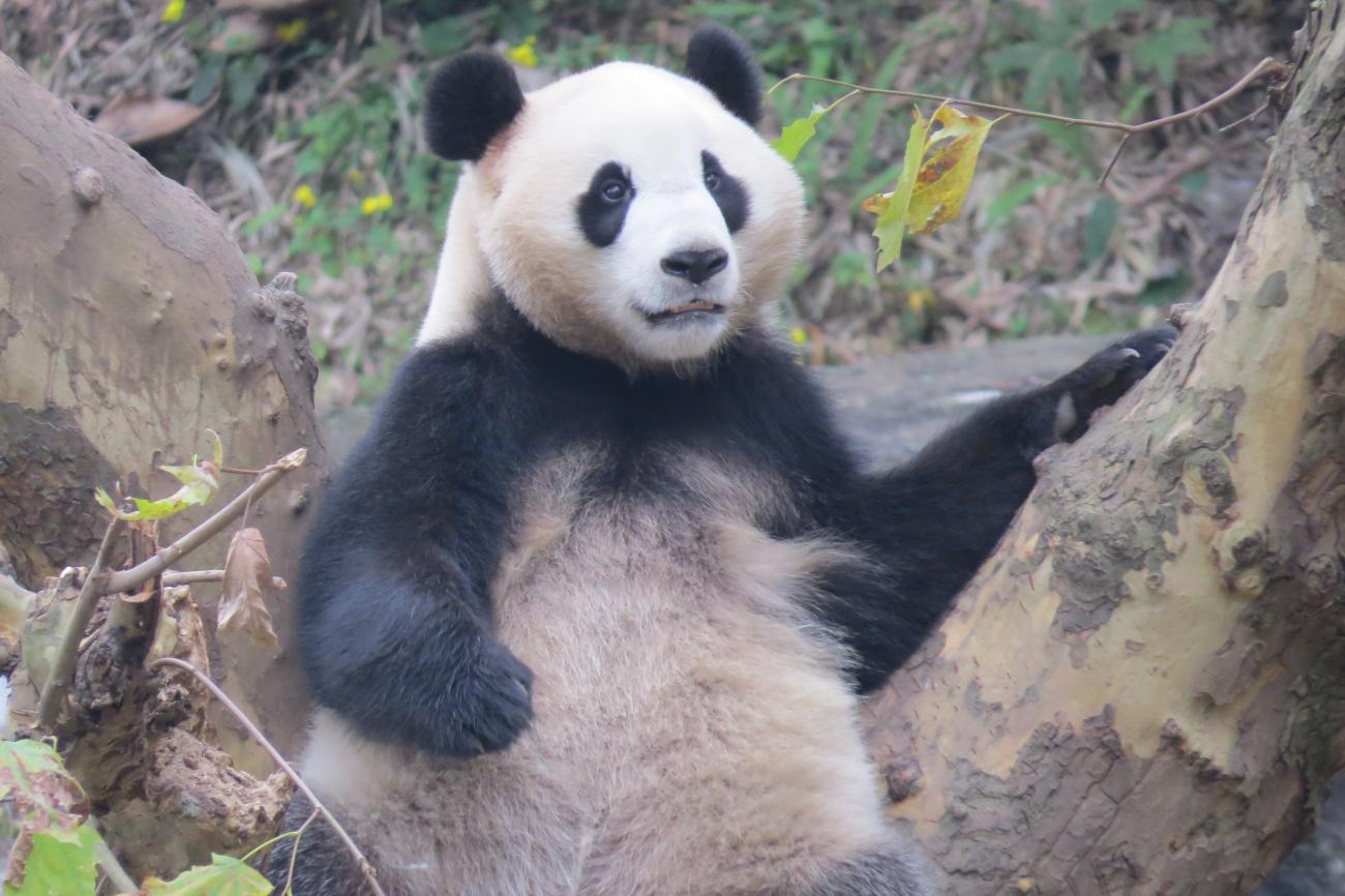 A giant panda at the Chengdu Panda Base in China