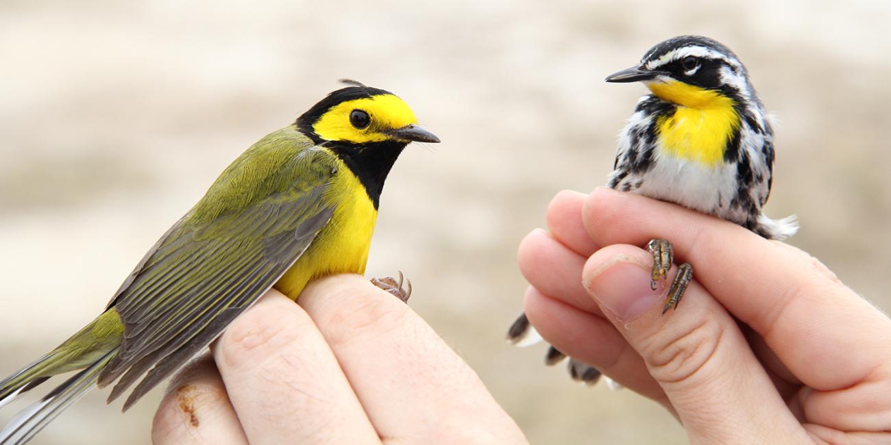 two small brightly-colored birds