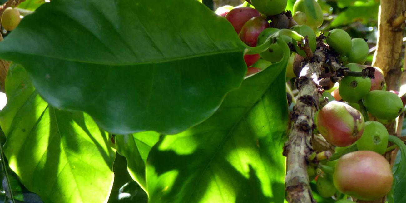 coffee berries and green leaves growing on a branch