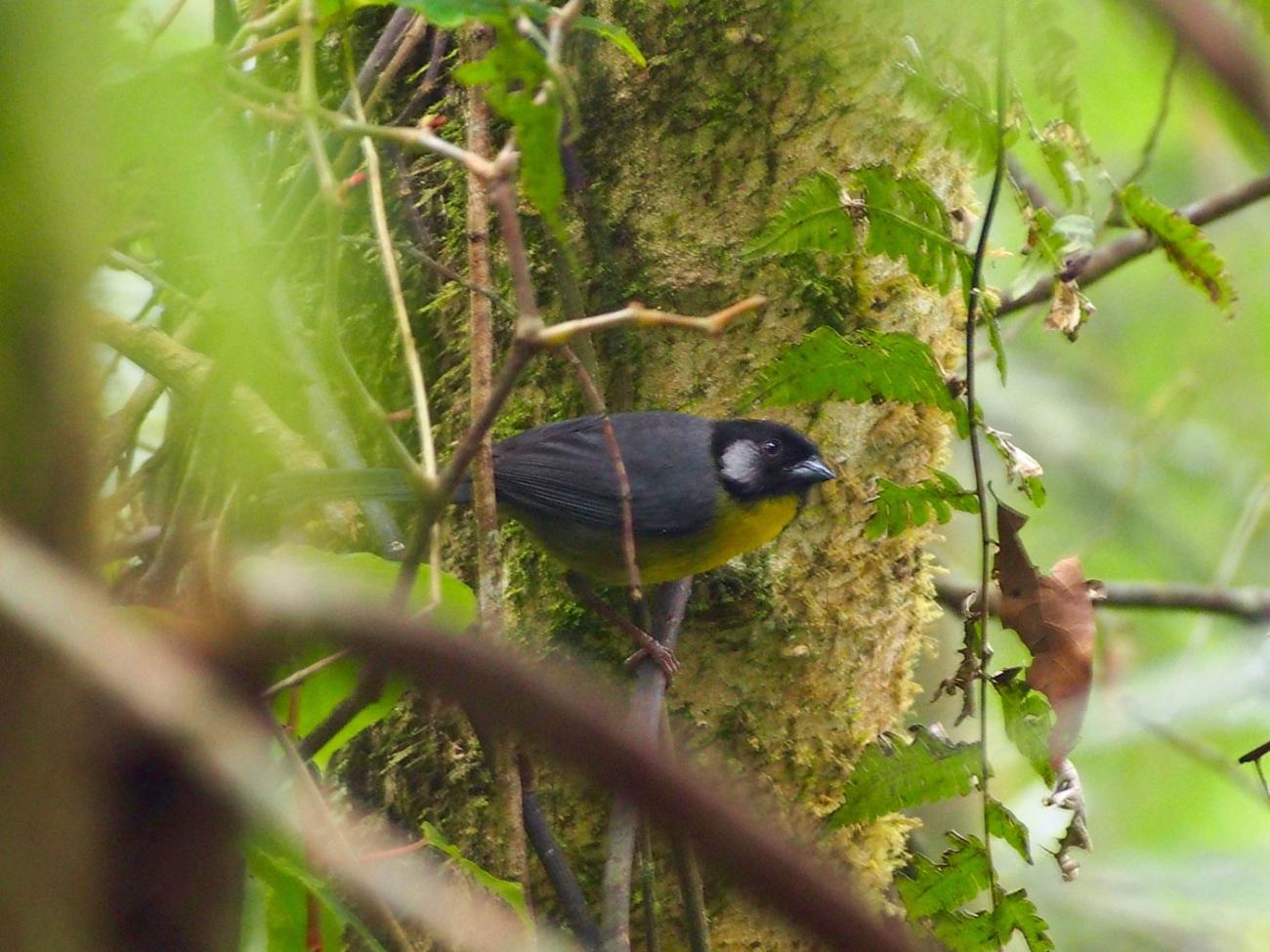 songbird with pale cheek patch on a dark face