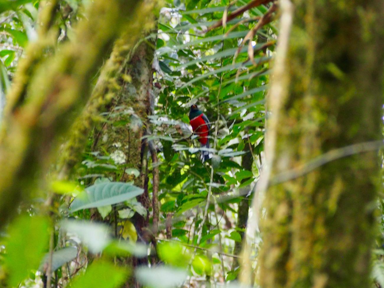 striking bird in a dense jungle