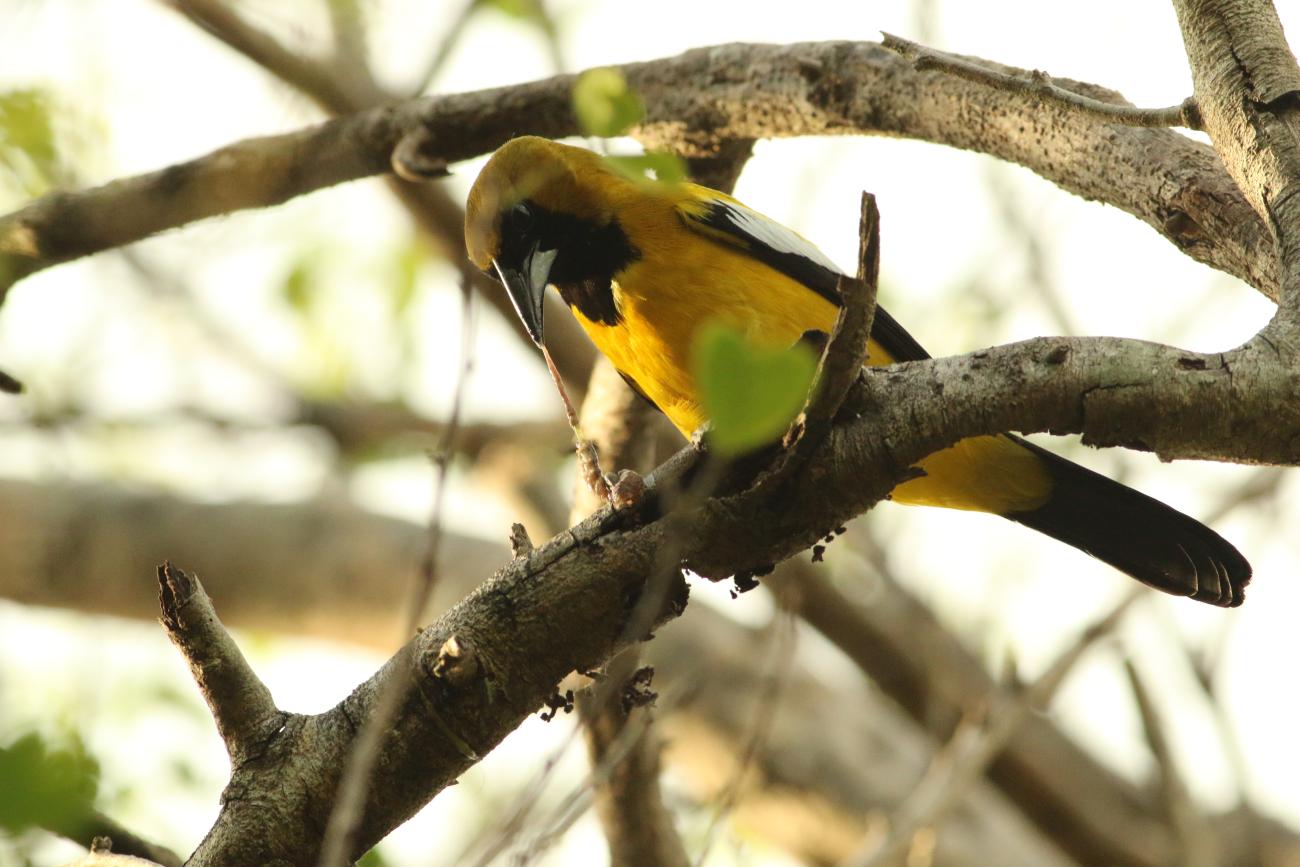 A Jamaican oriole perched on a branch