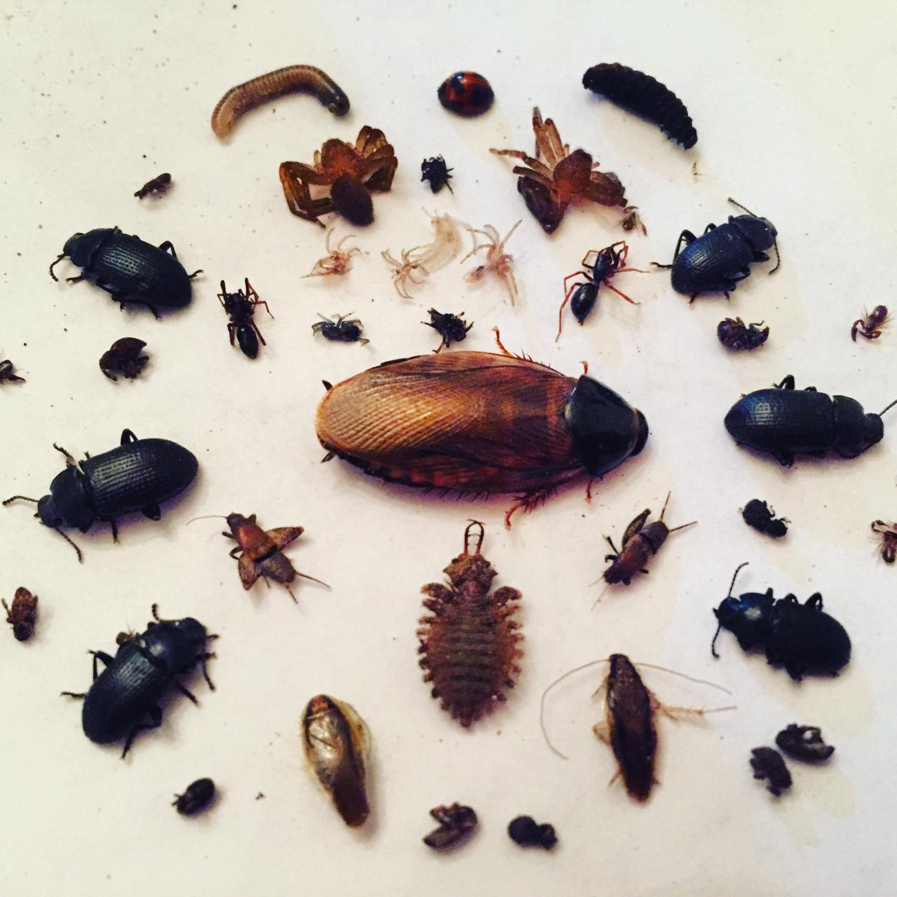 A number of different insects arranged in a circular pattern