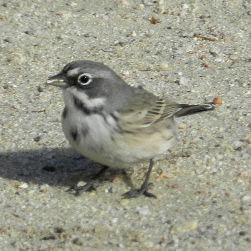plain sparrow on gravel